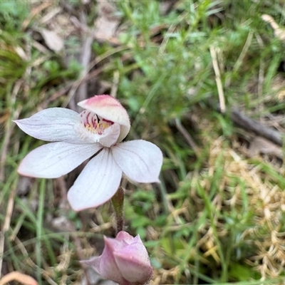 Caladenia alpina (Mountain Caps) at Cotter River, ACT - Today by LukeMcElhinney