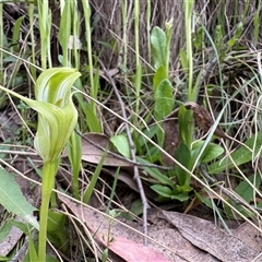 Pterostylis monticola at Cotter River, ACT - Today by LukeMcElhinney