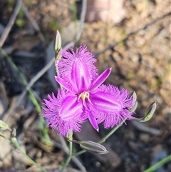 Thysanotus tuberosus subsp. tuberosus (Common Fringe-lily) at Hawker, ACT - 9 Nov 2025 by sangio7