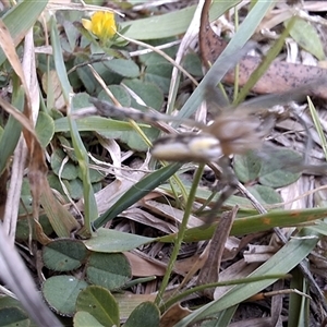 Unverified Spider by Dron