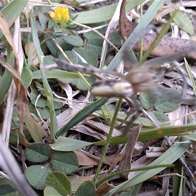 Unverified Spider at  - suppressed by Dron