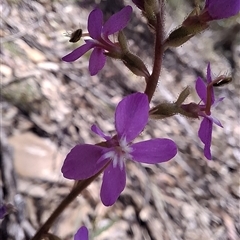 Stylidium graminifolium (grass triggerplant) at Mongarlowe, NSW - 9 Nov 2025 by Dron