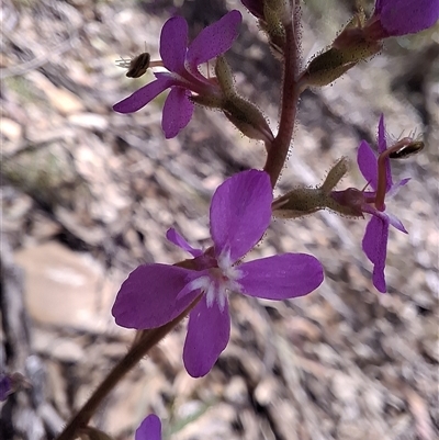 Stylidium graminifolium (grass triggerplant) at Mongarlowe, NSW - 9 Nov 2025 by Dron