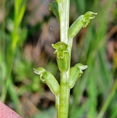 Microtis unifolia at Hawker, ACT - Today by sangio7