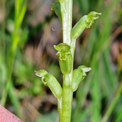 Microtis unifolia at Hawker, ACT - Today by sangio7