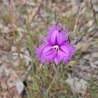 Thysanotus tuberosus subsp. tuberosus (Common Fringe-lily) at Hawker, ACT - 9 Nov 2025 by sangio7