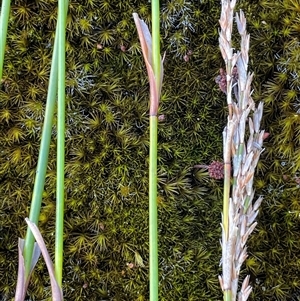 Lepyrodia scariosa (Chaffy Scale-rush) at Tianjara, NSW - 2 Nov 2025 by JaneR