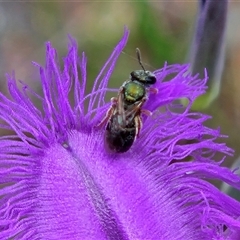 Lasioglossum (Homalictus) urbanum (Furrow Bee) at Hawker, ACT - 9 Nov 2025 by sangio7