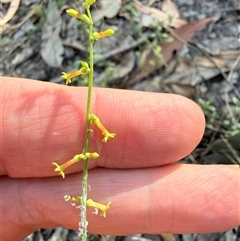 Stackhousia viminea at Bucketty, NSW - 9 Nov 2025 by MartinPredavec