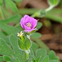 Geranium solanderi var. solanderi (Native Geranium) at Hawker, ACT - 9 Nov 2025 by sangio7