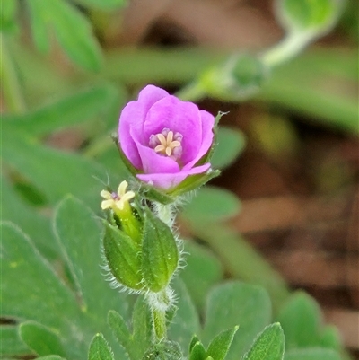 Geranium solanderi var. solanderi (Native Geranium) at Hawker, ACT - 9 Nov 2025 by sangio7