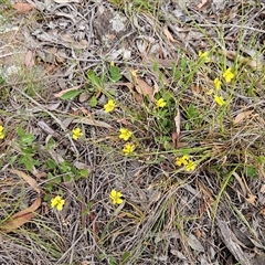Goodenia hederacea subsp. hederacea (Ivy Goodenia, Forest Goodenia) at Hawker, ACT - 9 Nov 2025 by sangio7