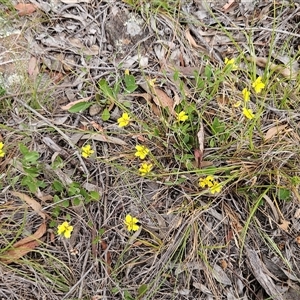 Goodenia hederacea subsp. hederacea at Hawker, ACT - Today by sangio7