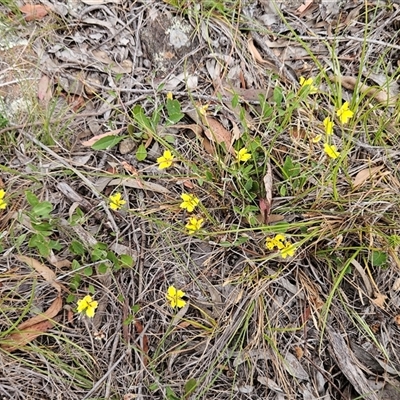 Goodenia hederacea subsp. hederacea (Ivy Goodenia, Forest Goodenia) at Hawker, ACT - 9 Nov 2025 by sangio7