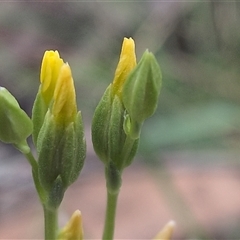 Cicendia quadrangularis (Oregon Timwort) at Forde, ACT - 9 Nov 2025 by chriselidie