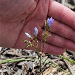 Wahlenbergia sp. (Bluebell) at Hawker, ACT - 9 Nov 2025 by sangio7