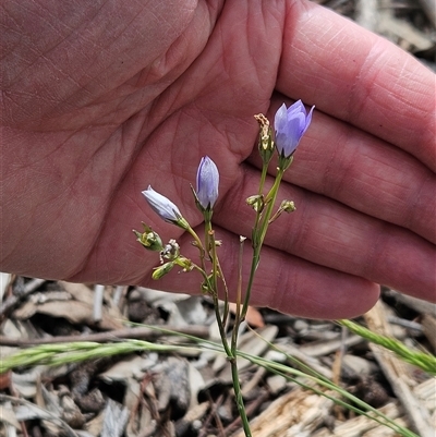 Wahlenbergia sp. (Bluebell) at Hawker, ACT - 9 Nov 2025 by sangio7