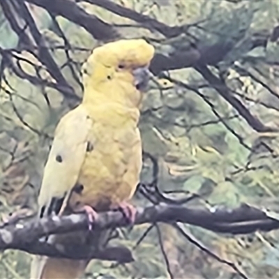 Zanda funerea at Kambah, ACT - 18 May 2025 by Darren308