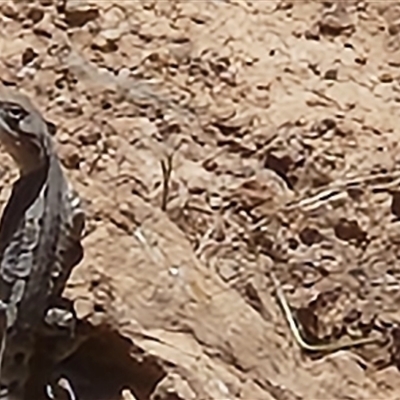 Diporiphora nobbi at Uriarra Village, ACT - 12 Dec 2024 by Darren308