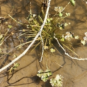 Unverified Other Fresh Water Plant at Tharwa, ACT - 8 Sep 2024 by Darren308