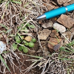 Drabastrum alpestre (Mountain Cress) at Uriarra Village, ACT - 5 Sep 2024 by Darren308