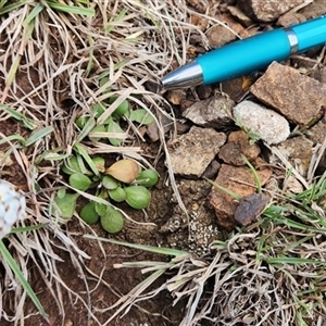 Drabastrum alpestre at Uriarra Village, ACT - 5 Sep 2024 by Darren308