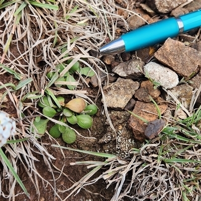 Drabastrum alpestre (Mountain Cress) at Uriarra Village, ACT - 5 Sep 2024 by Darren308