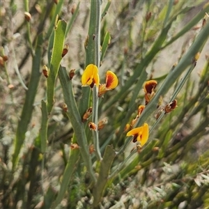 Bossiaea grayi at Kambah, ACT - 8 Sep 2024 by Darren308