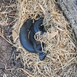 Pseudechis porphyriacus at Little Forest, NSW - 30 Sep 2024 by Darren308