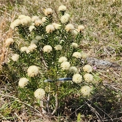 Unverified Other Shrub at Little Forest, NSW - 1 Oct 2024 by Darren308