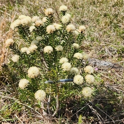 Unverified Other Shrub at Little Forest, NSW - 1 Oct 2024 by Darren308