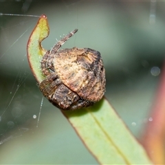 Dolophones sp. (genus) at Scullin, ACT - Today by AlisonMilton