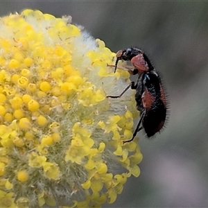 Unverified Beetle (Coleoptera) at Forde, ACT - Today by chriselidie
