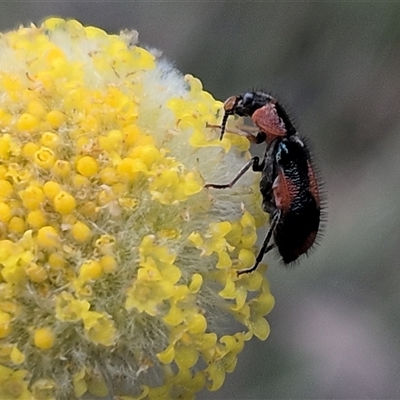 Dicranolaius (Genus) (Flower beetle) at Forde, ACT - 9 Nov 2025 by chriselidie
