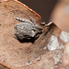 Dolophones sp. (genus) at Hawker, ACT - Today by AlisonMilton