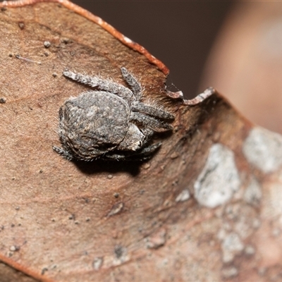 Dolophones sp. (genus) at Hawker, ACT - Today by AlisonMilton