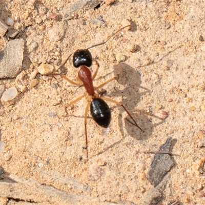 Camponotus nigriceps (Black-headed sugar ant) at Hawker, ACT - 9 Nov 2025 by AlisonMilton