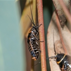 Ellipsidion australe (Austral Ellipsidion cockroach) at Scullin, ACT - 9 Nov 2025 by AlisonMilton