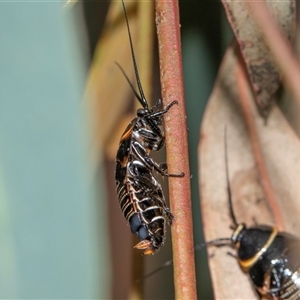 Ellipsidion australe at Scullin, ACT - Today by AlisonMilton