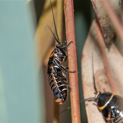 Ellipsidion australe (Austral Ellipsidion cockroach) at Scullin, ACT - 9 Nov 2025 by AlisonMilton