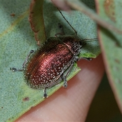 Edusella sp. (genus) (A leaf beetle) at Scullin, ACT - 9 Nov 2025 by AlisonMilton