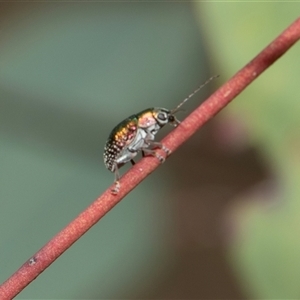 Edusella sp. (genus) (A leaf beetle) at Hawker, ACT - Today by AlisonMilton