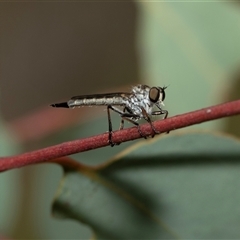 Cerdistus sp. (genus) (Slender Robber Fly) at Hawker, ACT - 9 Nov 2025 by AlisonMilton