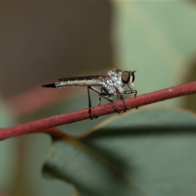 Cerdistus sp. (genus) (Slender Robber Fly) at Hawker, ACT - 9 Nov 2025 by AlisonMilton