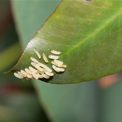 Paropsisterna cloelia (Eucalyptus variegated beetle) at Hawker, ACT - 9 Nov 2025 by AlisonMilton