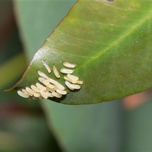 Paropsisterna cloelia (Eucalyptus variegated beetle) at Hawker, ACT - Today by AlisonMilton