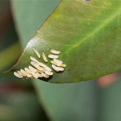 Paropsisterna cloelia (Eucalyptus variegated beetle) at Hawker, ACT - 9 Nov 2025 by AlisonMilton