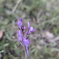 Linaria pelisseriana (Pelisser's Toadflax) at Forde, ACT - 9 Nov 2025 by chriselidie
