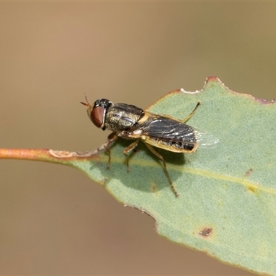 Odontomyia sp. (genus) (A soldier fly) at Hawker, ACT - 9 Nov 2025 by AlisonMilton