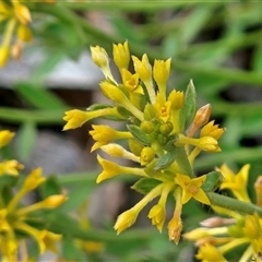 Pimelea curviflora var. sericea (Curved Riceflower) at Hawker, ACT - 9 Nov 2025 by sangio7